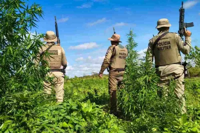 PM erradica mais de 15 mil pés de maconha em Curaçá