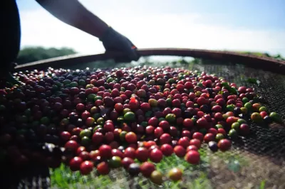 Bahia se consolida como maior produtor de café do Nordeste e o 4º maior do Brasil