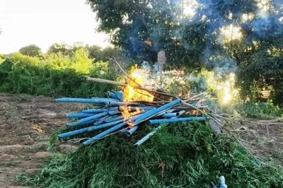 PM-BA erradica mais de 7 mil pés de maconha no Norte da Bahia