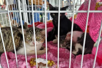 Feira de adoção em Alagoinhas une pets e novos lares
