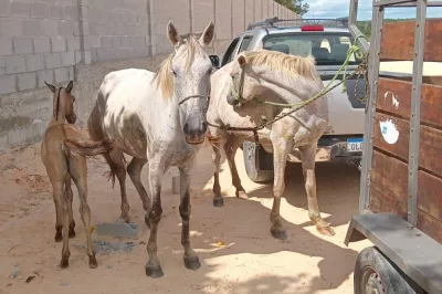 Alagoinhas: Nova lei municipal reforça combate à soltura de animais em vias públicas