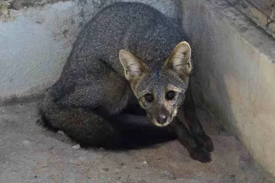 Raposa resgatada em hotel de Barreiras é devolvida à natureza pelo Inema