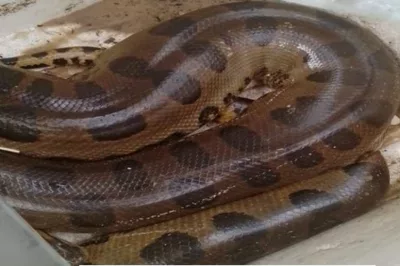 Sucuri é resgatada pela PM em Santa Cruz de Cabrália