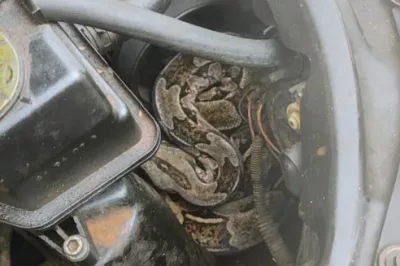 Jiboia é resgatada de motor de carro em Arembepe, na região metropolitana de Salvador