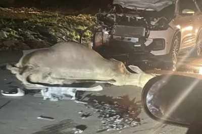 Carro colide com boi em avenida de Feira de Santana