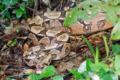 Inema solta 84 animais silvestres reabilitados em área preservada no Litoral Norte