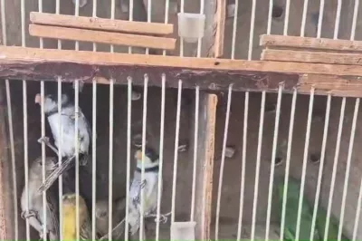 Polícia Militar resgata 51 aves silvestres em Feira de Santana