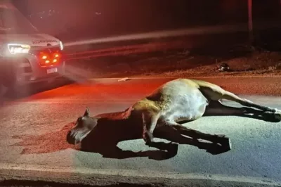 Casal fica ferido após colisão de motocicleta com cavalo solto no interior da Bahia