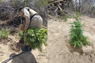 Policiais Militares erradicam 11 mil pés de maconha em Jaguarari