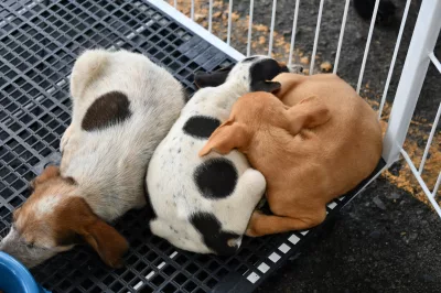 Mais uma edição da Feira de Adoção Animal é realizada em Alagoinhas