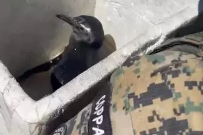 Polícia Ambiental resgata Pinguim na Marina Aratu