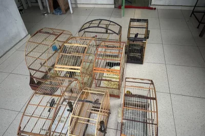 PRF e Polícia Civil combatem tráfico de animais silvestres na Bahia