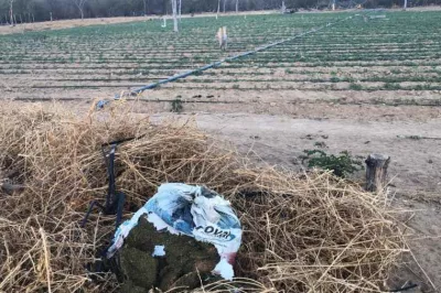 FICCO Bahia, PM e PF desmontam roça de maconha que contava com sistema de energia solar