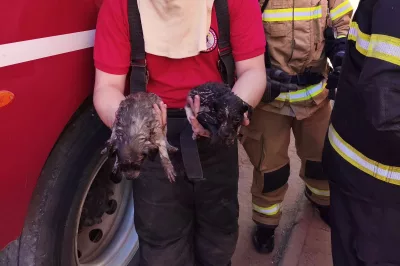 Bombeiros salvam filhotes de cachorro durante incêndio em residência