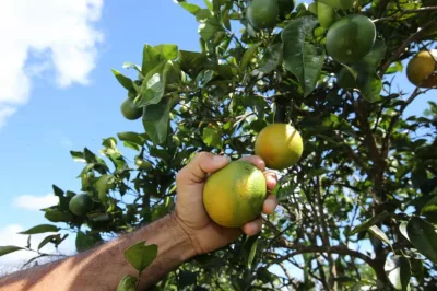 Assembleia Legislativa aprova lei que torna Rio Real “Capital Estadual da Laranja”