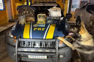 Operação Cão de Faro VI: PRF apreende drogas, munições, eletrônicos irregulares e resgata aves silvestres