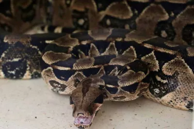 Aparecimento de jiboias em áreas urbanas exige atenção da população e ação rápida dos órgãos ambientais