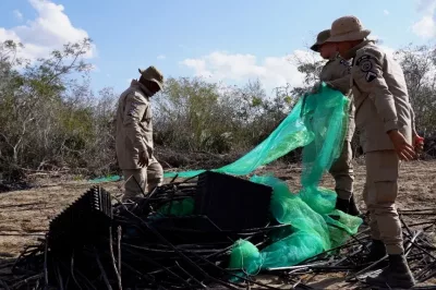 Polícia Militar erradica plantação de 30 mil pés de maconha em zona rural de Senhor do Bonfim