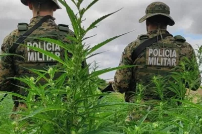 Em ação conjunta, PM erradica mais de 11 mil pés de maconha no Norte da Bahia