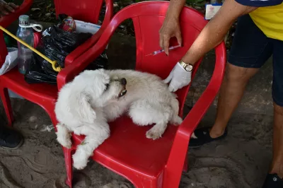 Dia D de Vacinação Antirrábica imuniza cães e gatos em Alagoinhas