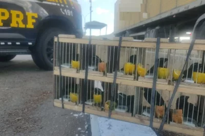 PRF resgata 60 animais silvestres e apreende rebites em Milagres
