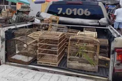 Operação policial resgata aves silvestres na feira de Alagoinhas; três pessoas foram detidas