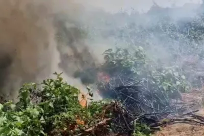 51 mil pés de maconha são erradicados pela PM em Curaçá
