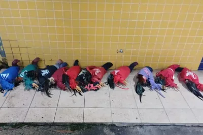 Operação Rotas da Fauna resgata 67 aves silvestres e apreende produtos ilegais em Feira de Santana
