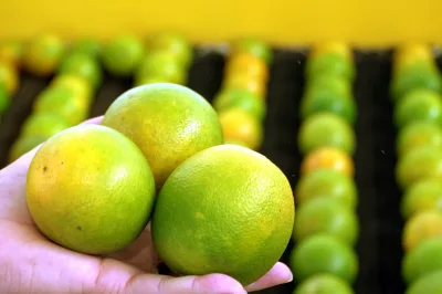 Fruticultura e cacau impulsionam produção agrícola baiana