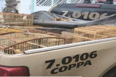 PM apreende aves silvestres em Catu