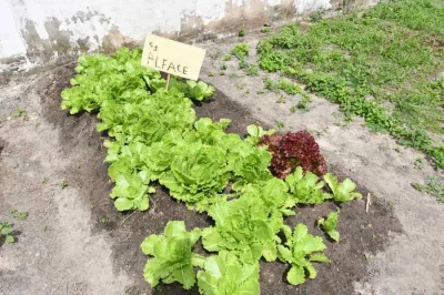 Horta escolar fortalece aprendizado e resgata cultura dos quintais em Alagoinhas