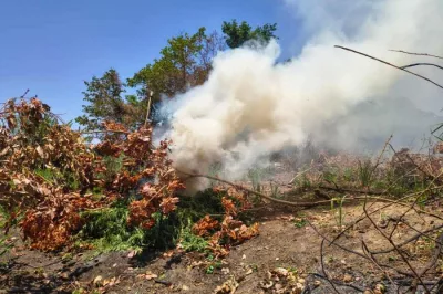 PM erradica cerca de 14 mil pés de maconha em Curaçá