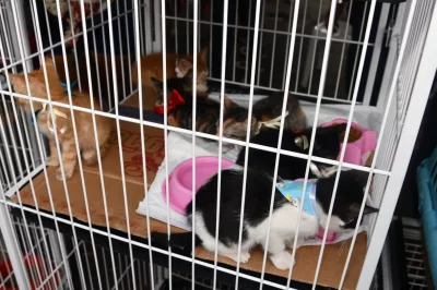 Em Alagoinhas, Feira de Adoção Animal proporciona novo lar para cães e gatos