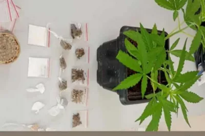 Suspeitos fogem e abandonam pé de maconha em Esplanada