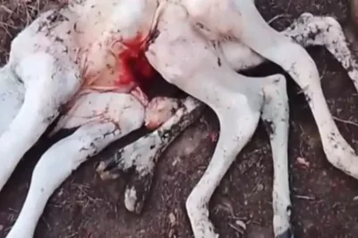Bezerro com oito patas nasce em fazenda de Palmas de Monte Alto e chama atenção de moradores