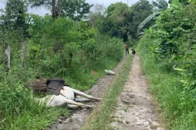 Trabalhador quase é eletrocutado após pisar em fio de alta tensão no sul da Bahia