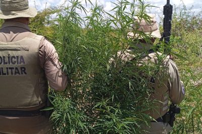Cerca de 23 mil pés de maconha são erradicados pela PM em Curaçá