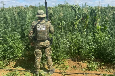 Mais de 200 mil pés de maconha são erradicados pela PM em Barro Alto