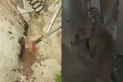 Alagoinhas: Pitbull se solta, mata gato e ataca outro cachorro na Baixa da Areia; moradores pedem providências