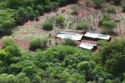 Plantação de maconha de três hectares é localizada com apoio de drone no norte da Bahia