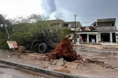 Chuva com vento forte derruba árvore no Oeste baiano