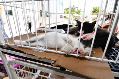 Em Alagoinhas, feira de adoção proporciona novo lar para mais de 200 animais