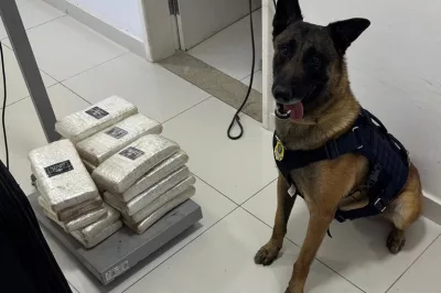 PRF e cão policial apreendem mais de 22 kg de drogas em ônibus de viagem em Vitória da Conquista