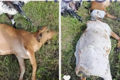 Onze vacas morrem após serem atingidas por descarga elétrica, em fazenda de Alagoinhas
