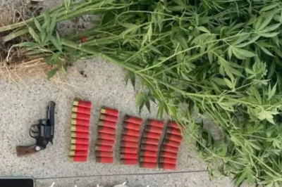 PM apreende armas, munições, pés de maconha e prende suspeito em Santa Inês