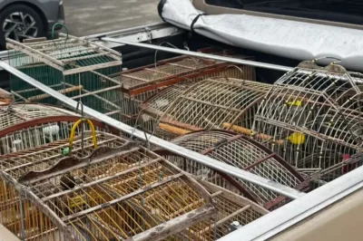 Polícia resgata 18 aves silvestres em operação contra o comércio ilegal em Dias d’Ávila