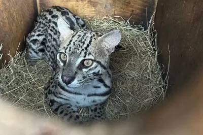 Jaguatirica resgatada com queimaduras é devolvida à natureza em Campo Formoso