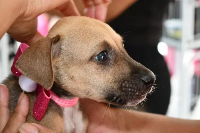 Alagoinhas: 1ª edição de 2026 da Feira de Adoção de Animais foi realizada no último sábado