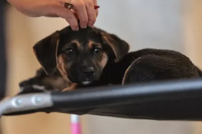 Saiba como educar crianças e adolescentes para respeitar os animais
