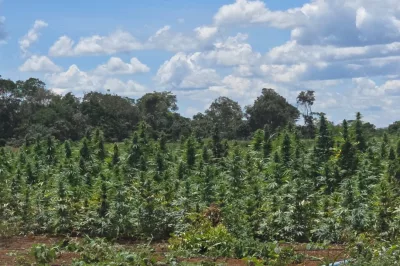 Operação Deméter erradica plantação com cerca de 180 mil pés de maconha na zona rural de Bonito